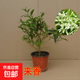 小葉曇花盆栽帶花苞鮮花花卉植物陽(yáng)臺室內花苗好養活四季耐陰綠植 精選夜來(lái)香原盆土約30-40cm高 帶盆栽好