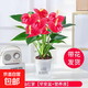 紅掌盆栽白粉掌一帆風(fēng)順帶花特大號花卉室內客廳面水培植物好養 約30cm紅掌-早安吸水盆 帶盆栽好