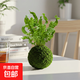 火焰鳥(niǎo)巢蕨苔蘚球蕨類(lèi)植物苔玉水培室內花卉耐陰植物好養綠植盆栽 火焰鳥(niǎo)巢蕨苔蘚球+塑料托 帶盆栽好