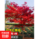 日本紅楓樹(shù)苗四季紅舞姬老樁盆栽盆景庭院別墅綠化植物苗室外 【日本紅舞姬】1cm粗1顆(基地現挖發(fā)貨) 81cm(含)-110cm(含)