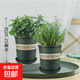 迷迭香苗盆栽可食用驅蚊植物香草薄荷苗綠植物室內煎牛排水培花卉 薄荷+迷迭香（加侖盆*2）大盆苗約20cm高
