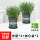 迷迭香苗盆栽可食用驅蚊植物香草薄荷苗綠植物室內煎牛排水培花卉 2盆迷迭香大盆苗約20cm高+加侖盆