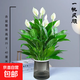 一帆風(fēng)順年宵花卉綠植物盆栽水培白掌室內客廳擺放耐寒冷凈化空氣 白掌帶花苞+灰繁星盆+肥料