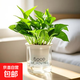 綠蘿除甲醛室內進(jìn)化空氣水培植物客廳懶人辦公室防輻射新房必備 【6盆】冠幅15cm綠蘿+早安吸水盆