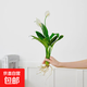 懶人水培綠植九里香綠蘿文竹室內易養凈化空氣花卉盆栽植物花卉 白掌1顆【不含盆】土培水培皆可15-20cm