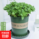 迷迭香苗盆栽可食用驅蚊植物香草薄荷苗綠植物室內煎牛排水培花卉 小盆食用薄荷苗約10cm高+加侖盆