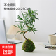 苔蘚球羅漢松造型老樁水培植物室內辦公室茶室客廳桌面綠植小盆景 造型羅漢松（不含盆）+吊卡 含盆