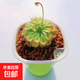 豬籠草盆栽植物花卉室內驅蚊草綠植陽(yáng)臺捕蟲(chóng)草食蟲(chóng)草吊蘭好養活 約4-5cm錦帝羅茅膏菜（自吸盆）