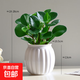 鏡綠碧玉綠植小盆栽辦公室內桌面裝飾綠化四季好養耐陰植物工位 碧玉+南瓜吸水盆白 帶盆栽好