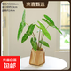 土培劍葉海芋綠植室內客廳室內盆栽植物凈化空氣懶人好養綠植花卉 1加侖土培劍葉+牛皮紙50-60cm 無(wú)規格