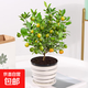 年宵花四季金桔春節盆栽過(guò)年裝飾帶果可食用陽(yáng)臺綠植物花卉小橘子 金桔帶果+黑白線(xiàn)條瓷盆26-38cm 含盆