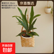 鹿角蕨植物網(wǎng)紅客廳掛壁凈化空氣懶人好養趣味觀(guān)葉綠植盆栽室內 鹿角蕨+竹編吊籃 無(wú)規格