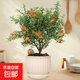 石榴花盆栽果樹(shù)苗帶果觀(guān)賞可食用室內陽(yáng)臺四季開(kāi)綠植盆景花卉旺宅 白色豎紋陶瓷+石榴花30-40cm高 含盆