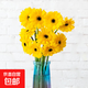 弗朗花非洲菊太陽(yáng)花仙氣粉色花頭鮮切花家庭水養居家插瓶裝飾鮮花 非洲菊-黃色系10枝