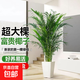 散尾葵大型盆栽富貴椰子植物鳳尾竹綠植盆栽網(wǎng)紅植落地物客廳室內 精品富貴椰子+方形樹(shù)脂盆【帶滾輪】+肥料 高度1.4-1.6米【10苗起】