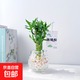 步步高節節高室內綠植花卉富貴竹客廳辦公室轉運竹懶人盆栽放輕松 富貴竹4-5支+玻璃團圓玻璃瓶+水培珠+吊卡 含盆