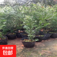 南方紅豆杉樹(shù)苗地栽景凈化空氣大型庭院植物正曼迪亞紅豆杉苗盆景 【南方紅豆杉】營(yíng)養缽苗 高40-50 不含盆
