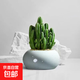 仙人掌盆栽紅太陽(yáng)仙人球室內多肉植物玉露辦公室桌面耐旱好養綠植 萬(wàn)重山+冰裂淺青白 含盆 + 塑料托