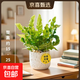 火焰鳥(niǎo)巢蕨卷葉懶人辦公室內喜陰綠植盆栽防輻射凈化空氣植物 鳥(niǎo)巢蕨配隕石白瓷盆+黃金沙+掛卡 15-25cm