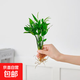 懶人水培綠植九里香綠蘿文竹室內易養凈化空氣花卉盆栽植物花卉 竹柏5顆【不含盆】土培水培皆可10-15cm
