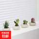 仙人掌盆栽紅太陽(yáng)仙人球室內多肉植物玉露辦公室桌面耐旱好養綠植 紅太陽(yáng)+白鳥(niǎo)+十二卷+黃毛掌（4盆組合）+ 含盆 + 塑料托