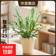 白月光鳥(niǎo)巢蕨盆栽綠植植物觀(guān)葉室內凈化蕨類(lèi)植物空氣好養 白月光鳥(niǎo)巢蕨配雪糕吸水盆 無(wú)規格