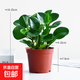鏡綠碧玉綠植小盆栽辦公室內桌面裝飾綠化四季好養耐陰植物工位 碧玉+原盆原土 帶盆栽好