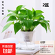 特價(jià)綠蘿盆栽室內客廳辦公室吸甲醛凈化空氣水培植物綠植花卉好養 【經(jīng)典2盆】綠蘿+早安吸水盆 整體含盆高度20-25cm