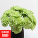 康乃馨鮮花云南基地直發(fā)水養38婦女女神節花束禮物鮮花 單頭康乃馨綠色20枝