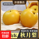 京喜加羊脂秋月梨冰糖蜜梨時(shí)令當季新鮮水果中翠梨-新11 帶箱3斤（單果170g+）