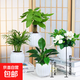 吉利紅金鉆發(fā)財樹(shù)鴨腳木綠植好養室內桌面盆栽除甲醛植物真花卉 【四季平安四件套】+白色吸水盆 下單即送肥料