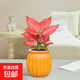 【同款低價(jià)】吉利紅盆栽紅顏水培植物室內客廳桌面花卉吸甲醛綠植 【1盆】吉利紅+橙色南瓜自吸盆 帶盆整體高度約15-20cm 盆口徑約9cm