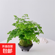 鐵線(xiàn)蕨苔蘚球盆栽植物室內桌面好養觀(guān)果綠植客廳盆景辦公室凈化 三腳碗+鐵線(xiàn)蕨苔蘚球