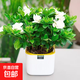 【大盆梔子花帶花苞發(fā)貨】梔子花盆栽室內綠植四季開(kāi)花水培除甲醛 大盆梔子花【高度20-30cm】+方盆+肥料