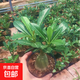 沙漠玫瑰花苗盆栽綠植重瓣四季花卉植物老樁室內陽(yáng)臺盆景開(kāi)帶花苞 四年苗原盆原土