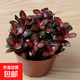 森林火焰網(wǎng)紋草水培植物辦公室盆栽微觀(guān)植物紅白迷你網(wǎng)紋草 （森林火焰）盆口8厘米 含盆