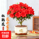 【年宵花】杜鵑花盆栽室內外陽(yáng)臺四季開(kāi)花不斷老樁大顆好養觀(guān)花卉 【映山紅】5年老樁杜鵑花樹(shù)+招財進(jìn)寶豎紋陶瓷盆