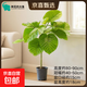 愛(ài)心榕大型盆栽綠植室內高檔網(wǎng)紅觀(guān)葉榕樹(shù)好養活凈化空氣落地植物 80-90cm愛(ài)心榕-原盆 無(wú)規格