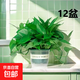 【綠蘿盆栽】吸甲醛凈化空氣水培綠植物懶人花卉好養搬家禮物全 【12盆】180綠蘿+綠色加侖盆自吸水 整體含盆高度20-25cm