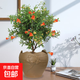石榴花盆栽果樹(shù)苗帶果觀(guān)賞可食用室內陽(yáng)臺四季開(kāi)綠植盆景花卉旺宅 中國復古風(fēng)盆+石榴花30-40cm高 含盆