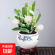 小葉曇花盆栽帶花苞鮮花花卉植物陽(yáng)臺室內花苗好養活四季耐陰綠植 約20cm長(cháng)曇花+青花瓷盆 帶盆栽好