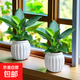 特價(jià)大葉金鉆綠公主盆栽植物除甲醛綠植辦公室四季常青室內擺放2 【拍一發(fā)二】金鉆+白南瓜吸水盆 含盆高度15-20厘米