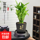 富貴竹盆栽植物室內凈化空氣綠植荷花竹辦公室桌面四季好養小盆栽 荷花竹+節節高升盆+圓底座【1盆】 盆口直徑約8cm