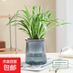 金邊吊蘭盆栽室內好養水培花卉垂吊植物凈化空氣吸除甲醛四季常青 A級金邊吊蘭【1盆】（灰色小繁星自吸水盆） 含盆整體高度20-25cm