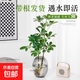 水培 鴨腳木 天堂鳥(niǎo)客廳綠植盆栽四季好養辦公室桌面水養植物花卉 鴨腳木（高50-60）+大號 亞克力灰瓶