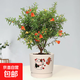 石榴花盆栽果樹(shù)苗帶果觀(guān)賞可食用室內陽(yáng)臺四季開(kāi)綠植盆景花卉旺宅 招財貓陶瓷盆+石榴花30-40cm高 含盆