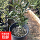 年宵花四季金桔春節盆栽過(guò)年裝飾帶果可食用陽(yáng)臺綠植物花卉小橘子 金桔帶果原盆土高26-38cm 含盆