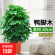 鴨腳木盆栽客廳綠植花卉室內大型八方來(lái)財鴨掌木七葉蓮植物發(fā)財樹(shù) 鴨腳木50-60cm（原盆原土）
