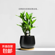 富貴竹節節高室內植物桌面綠植帶根粗枝步步高花卉文昌竹客廳盆栽 富貴竹四枝（黑色、蛋形盆）+熊貓+黑石子+竹托