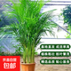 散尾葵大型盆栽富貴椰子植物鳳尾竹綠植盆栽網(wǎng)紅植落地物客廳室內 精品富貴椰子+原盆原土【容易破損】+肥料 高度1.4-1.6米【10苗起】